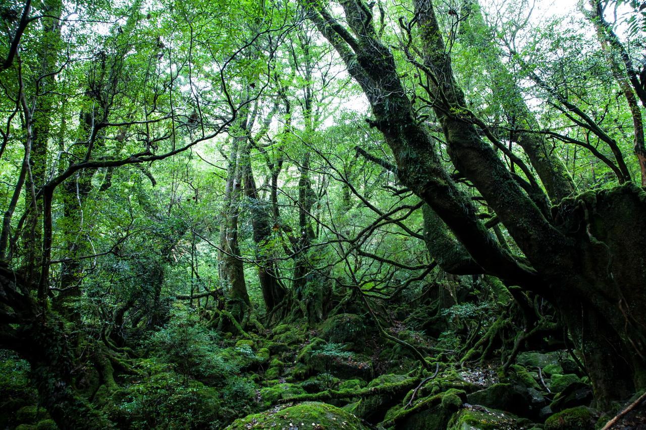 Ananda Chillage Yakushima Hotel Yakushima  Exterior photo